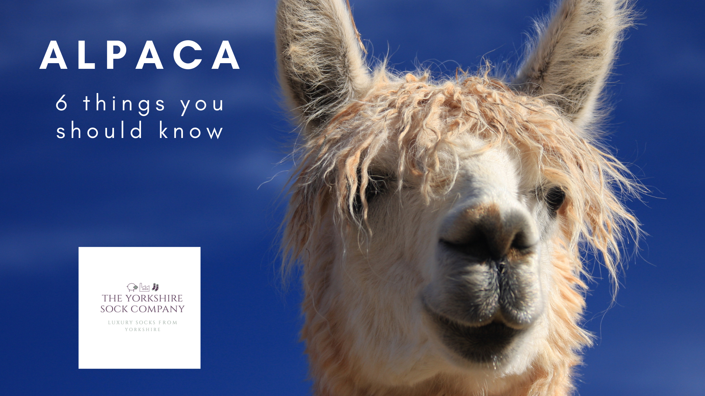 6 Benefits Of Alpaca Wool You Might Not Know